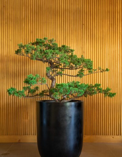 A bonsai tree in a black pot in front of a wooden wall.